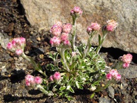 Antennaria dioica 'minima'